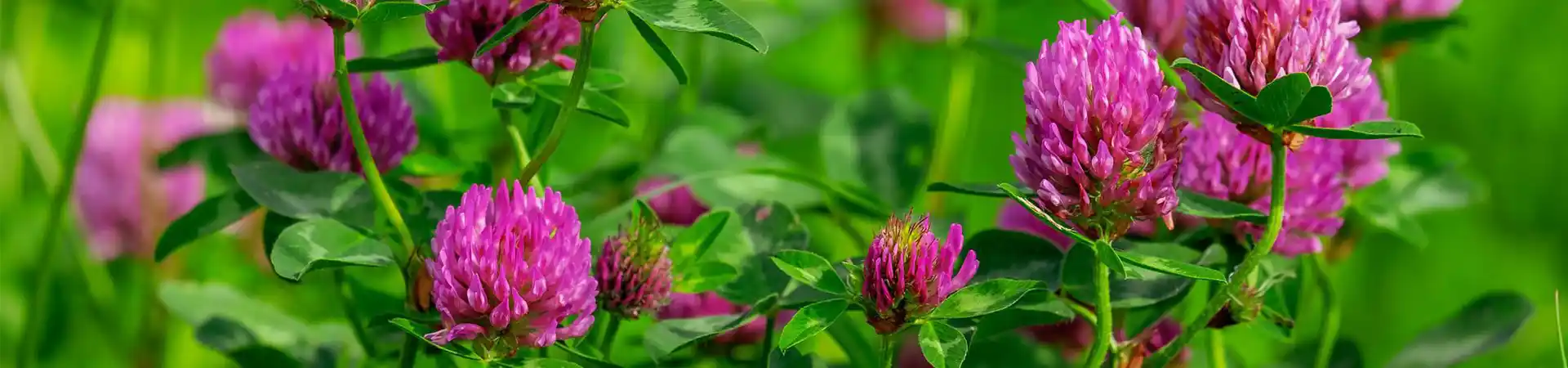 Rödklöver i närbild med härlig konstrast mellan lila och grön bakgrund