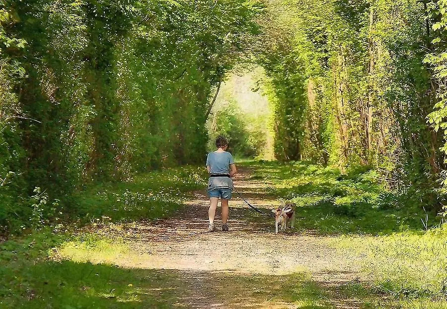 Kvinna går med hund i skogen