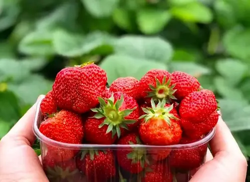Händer håller i kartong med jordgubbar