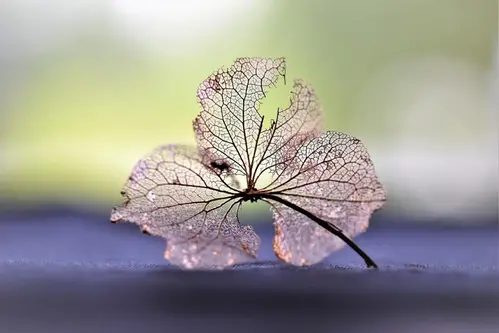 Sprött och torkat blad ligger på en bänk